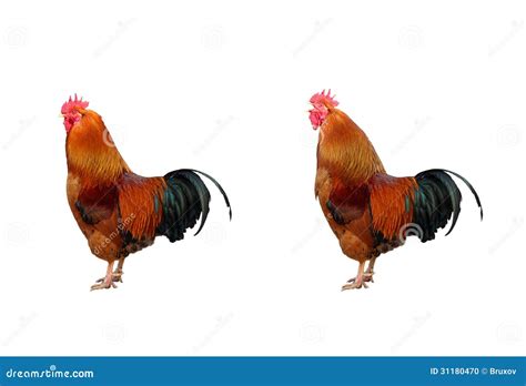 two cocks|two.